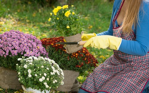 Garden hedge maintenance in Park Royal with precise shaping