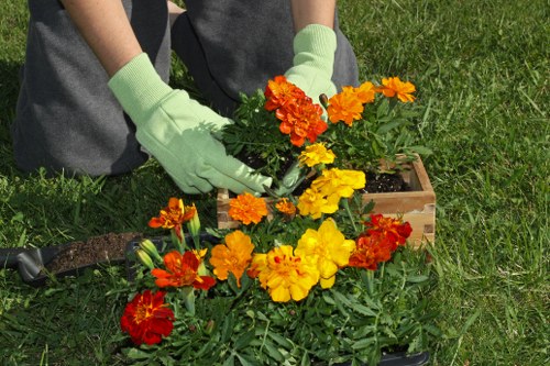 Professional grass treatment and mowing in Park Royal