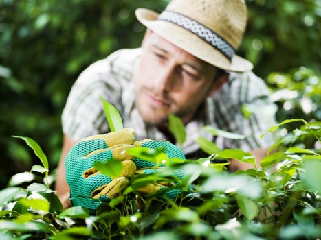Professional response to a garden maintenance complaint