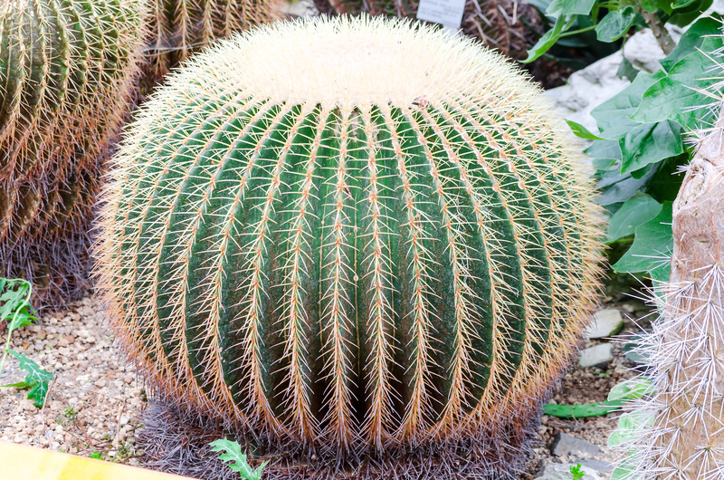 garden maintenance irrigation system