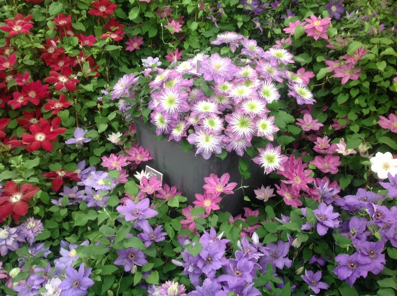 garden planting