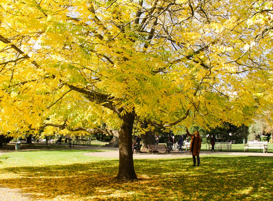A large deciduous tree with a thick, dark brown trunk and sprawling branches covered in vibrant yellow and green leaves, casting a dappled shadow on the grassy park ground below. The grass appears wel