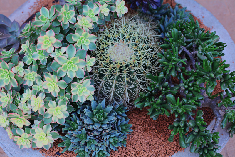 garden Lawn
